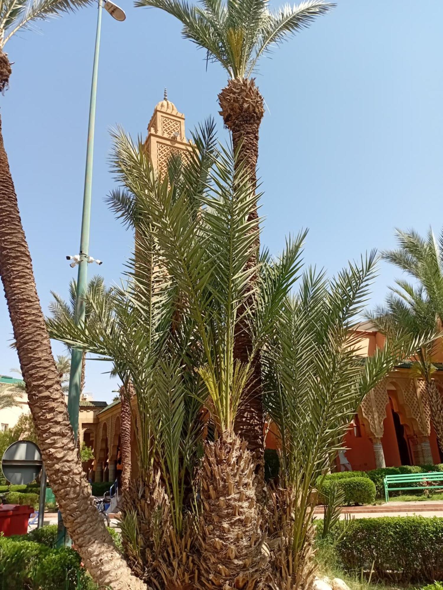 Riad Le Shams Marrakesh Exterior photo